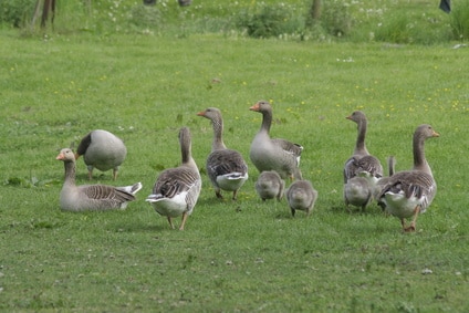 Aides : mise aux normes bâtiment pour les éleveurs de palmipèdes à foie gras