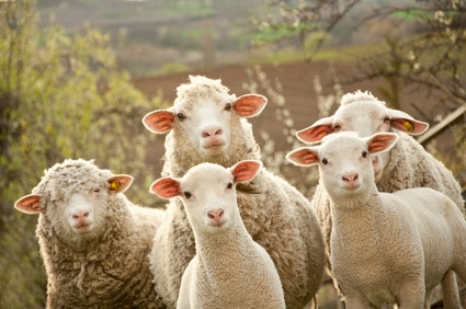 Délai pour l’identification des petits ruminants