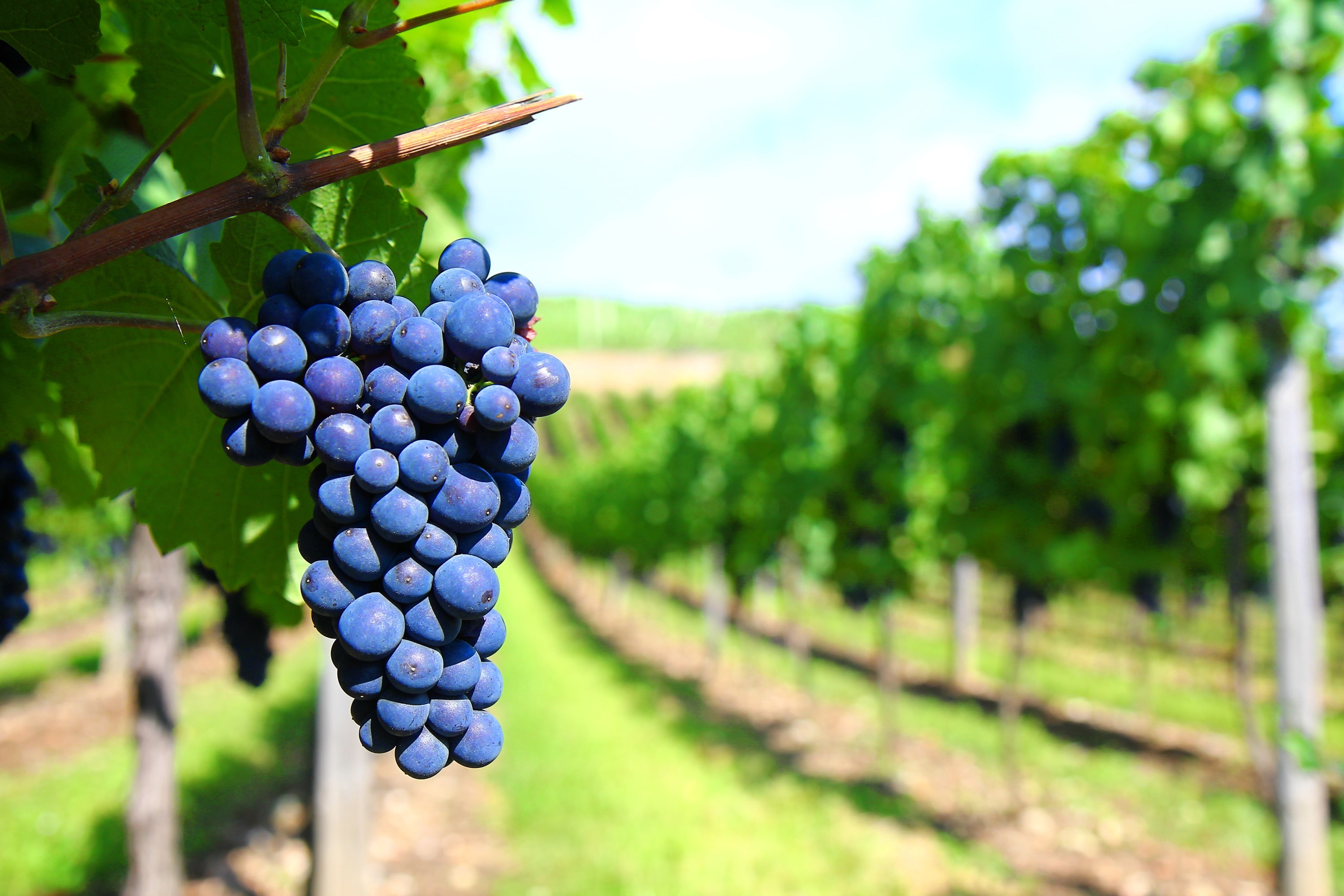 Vendanges : déclarer sa récolte par internet
