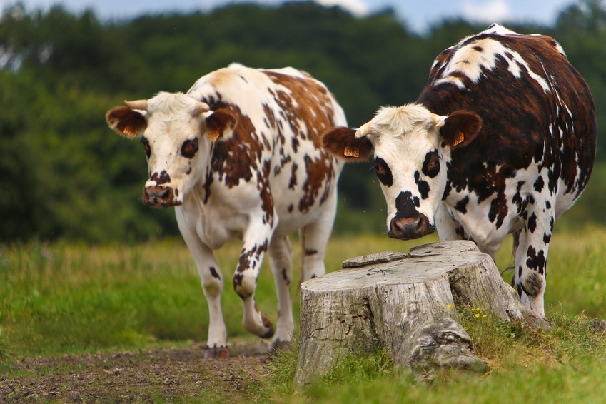 Produire du lait en pays challandais – Octobre 2013