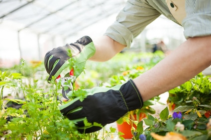Aide aux investissements en horticulture et pépinières