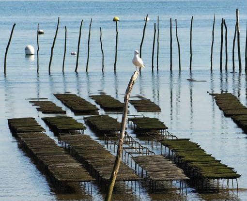 Ostréiculture : la rentabilité de la production décroît