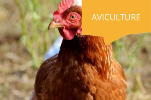 Résultats économiques aviculture