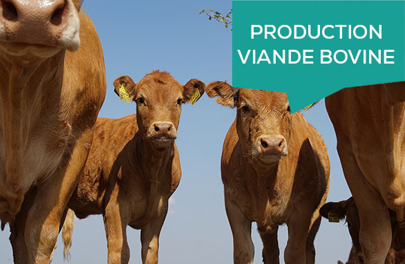 viande bovine 2022