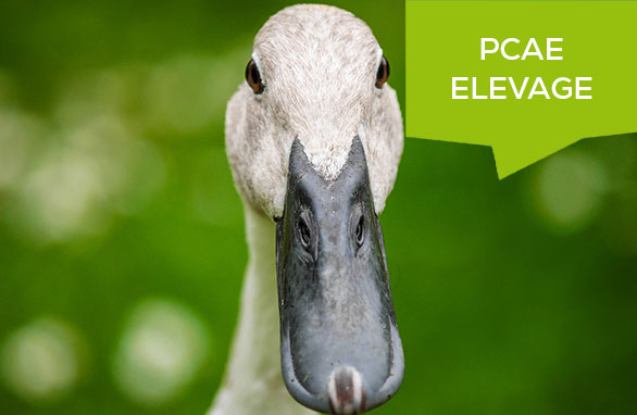 PCAE Elevage – Les filières canards de chair et repro intègrent l’appel à projet