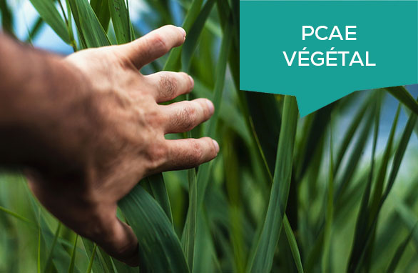 PCAE Végétal : nouvel appel à projet