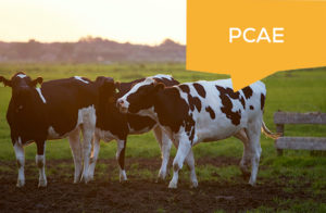 PCAE élevage
