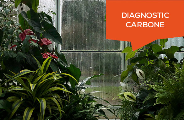 diagnostic carbone