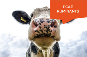 PCAE Elevage Ruminant