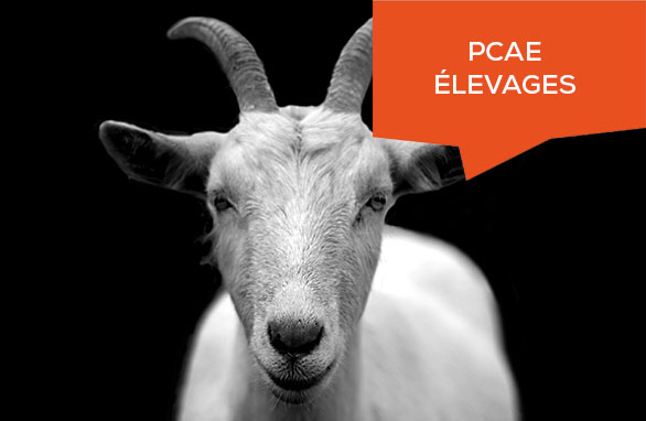 PCAE Elevage 2024 : le premier appel à projet