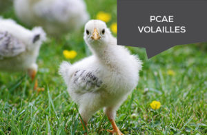 PCAE élevage volaille