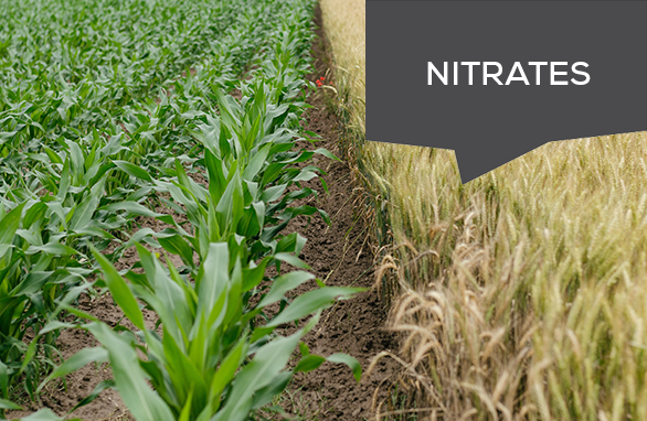 Directive Nitrates