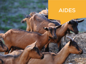 aides ovins caprins