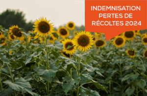 indemnisation pertes récoltes 2024 Vendée