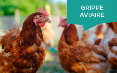Influenza aviaire 2025‑2026 : ouverture d’un dispositif d&rsquo;avance