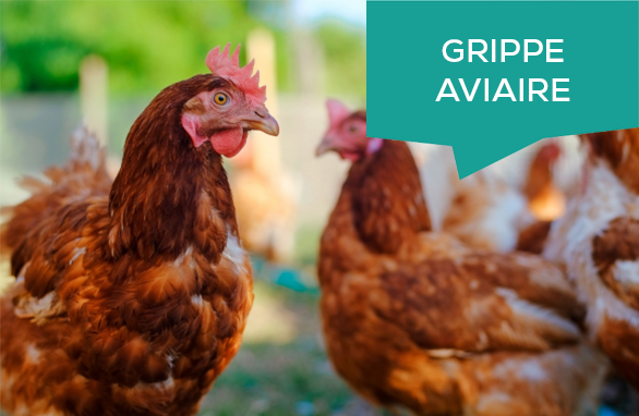 Influenza aviaire 2025‑2026 : ouverture d’un dispositif d&rsquo;avance