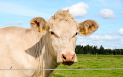 Les chiffres du mois – Viande bovine