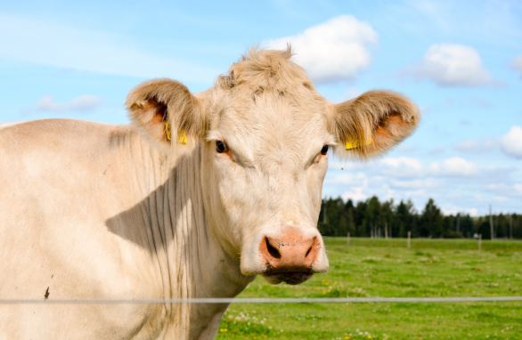 Chiffres clés viande bovine