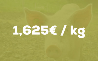 Le chiffre du mois – Porcs