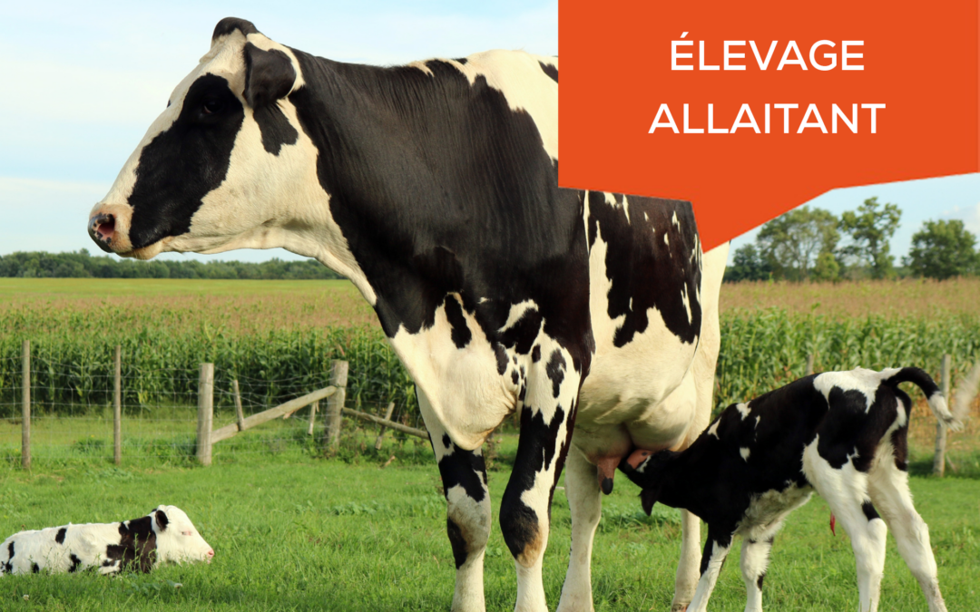 amortissement élevages allaitants