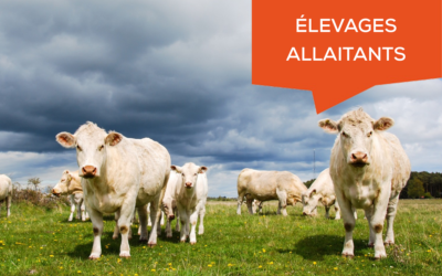 Élevages allaitants : pourquoi amortir vos vaches mères et vos taureaux ?